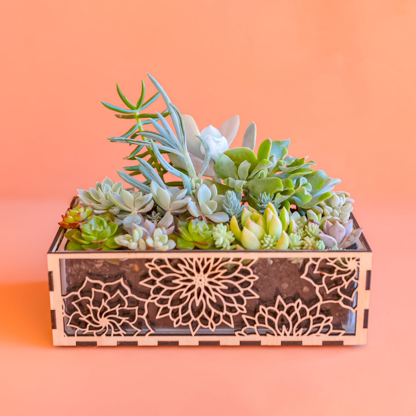 Rosette Succulent planters