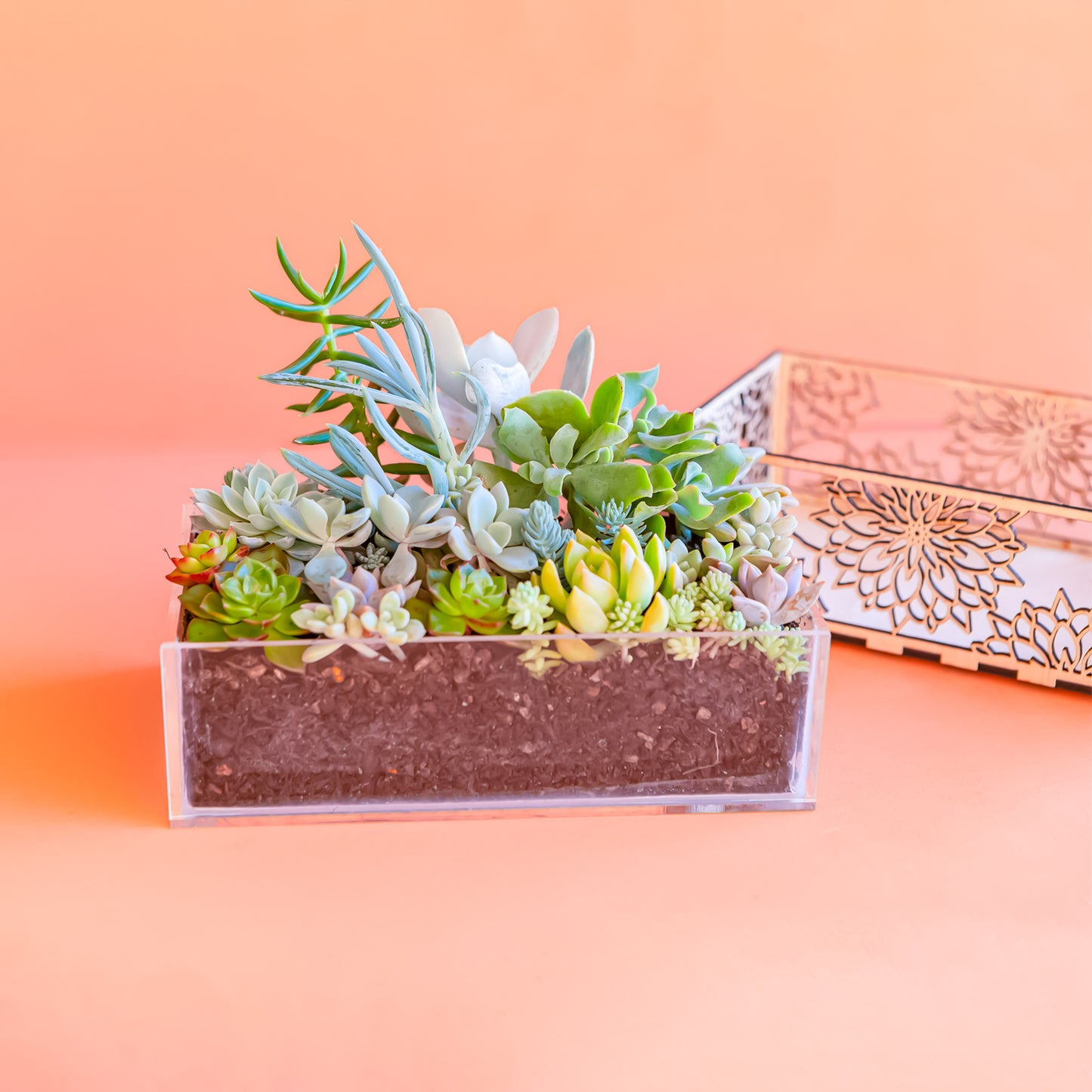 Rosette Succulent planters