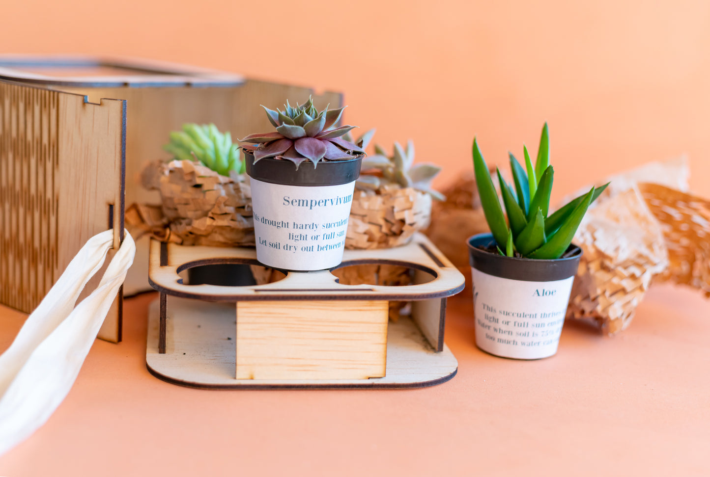 Succulent Surprise Gift Box