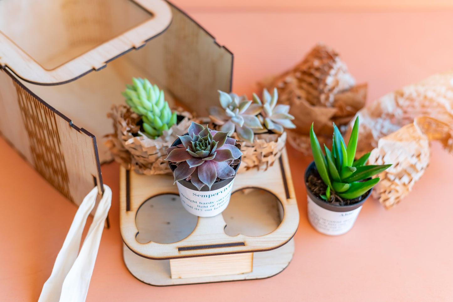 Succulent Surprise Gift Box