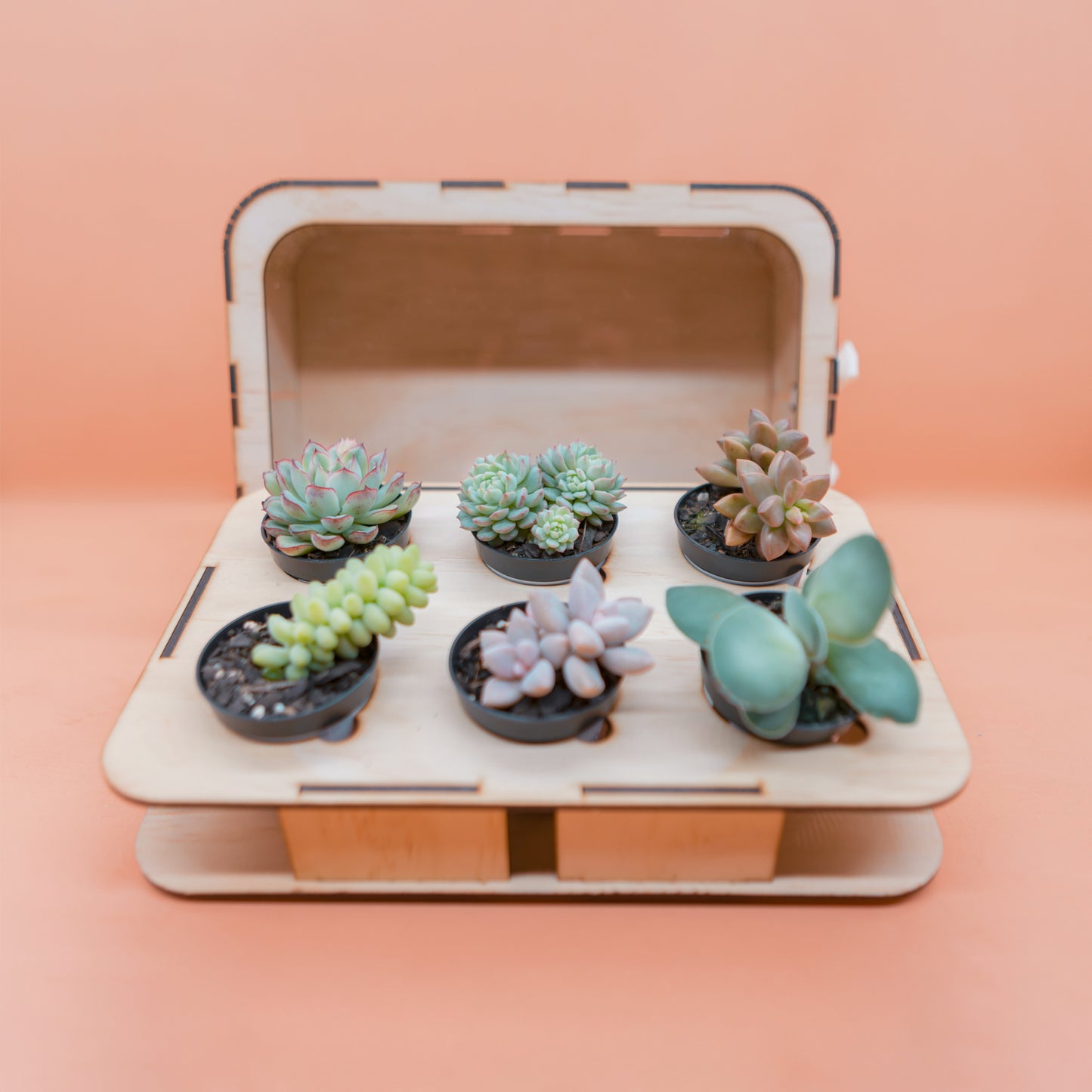 Succulent Surprise Gift Box