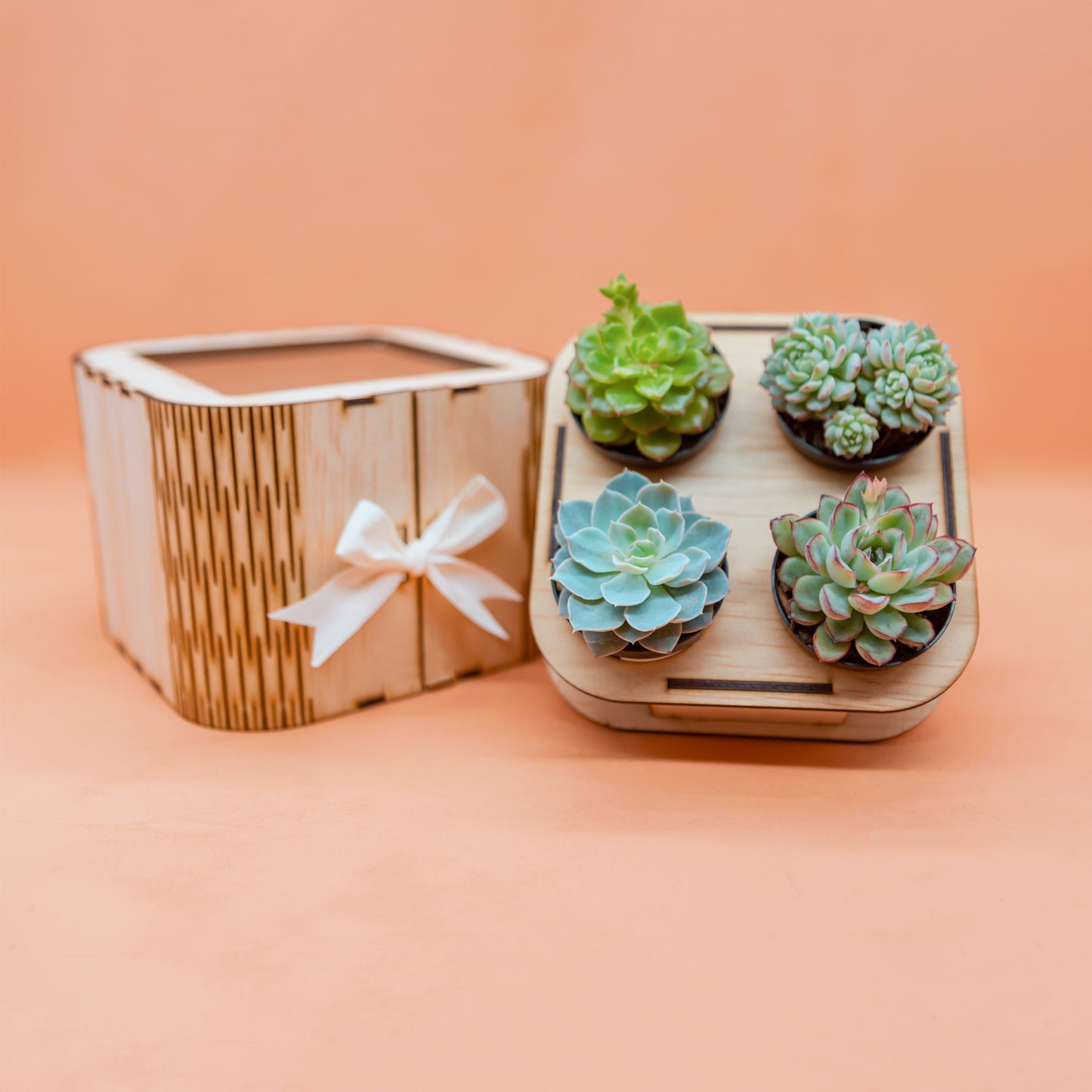 Succulent Surprise Gift Box