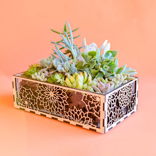 Rosette Succulent planters